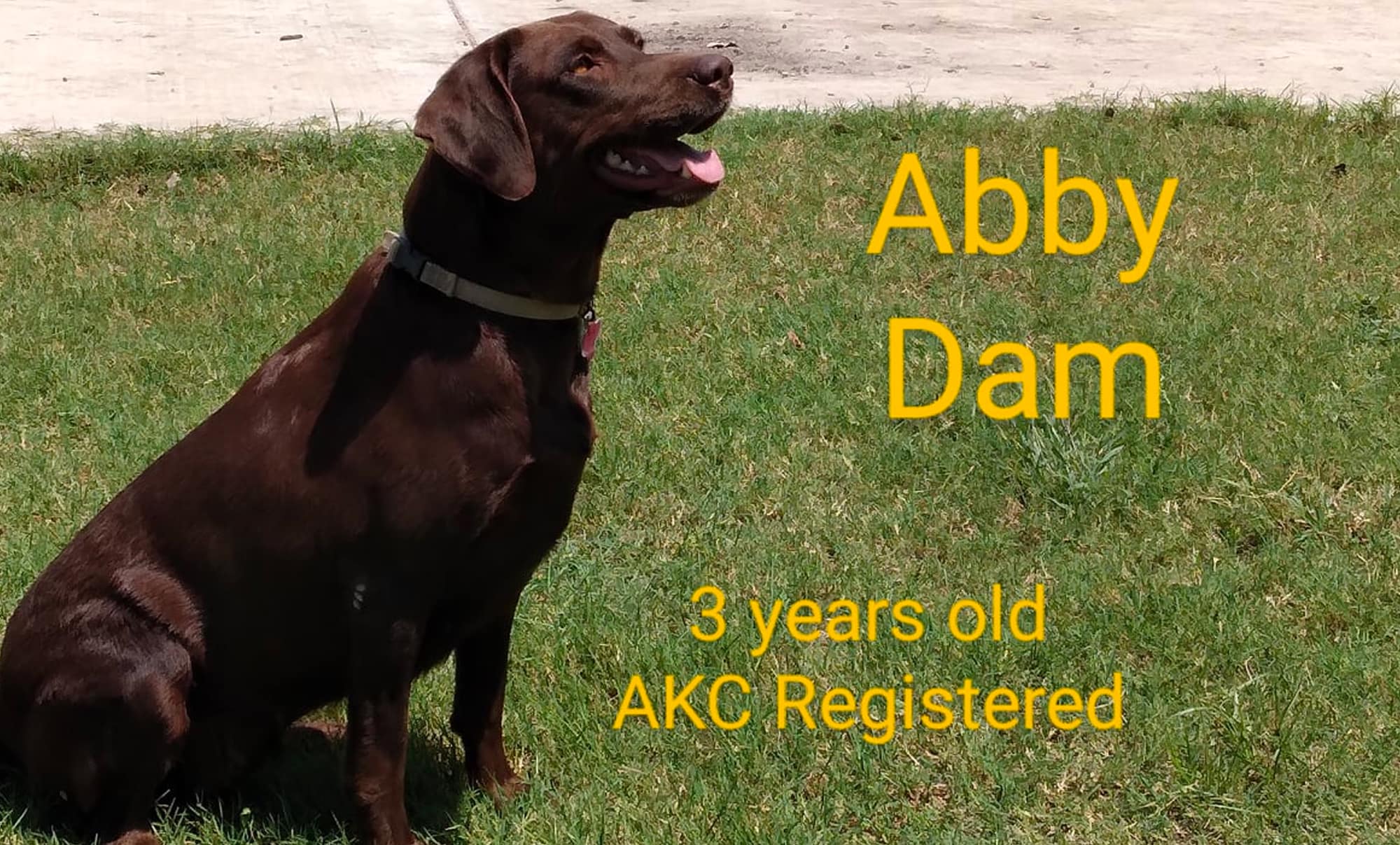 abby-chocolate-labrador-retriever