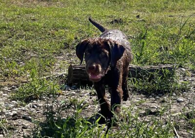 Chocolate Labrador