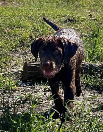 Chocolate Labrador