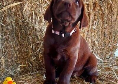 Female Chocolate Labrador Puppy for Sale