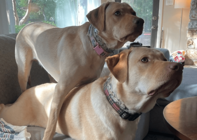 Female Male Yellow Labs