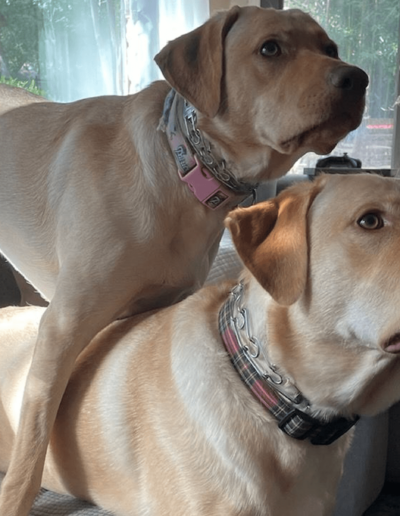 Female Male Yellow Labs
