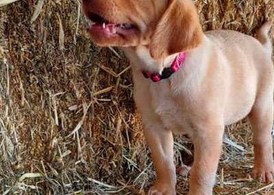 Female Yellow Labrador Puppy for Sale
