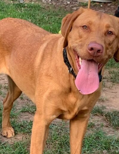 Fox Red English Labrador Retriever