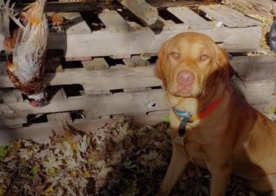 Fox Red Labrador Retriever