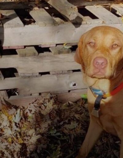 Fox Red Labrador Retriever