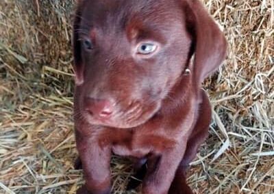 Male Chocolate Labrador Puppy for Sale