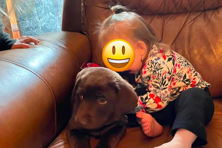 chocolate-lab-puppy-Waco-Texas