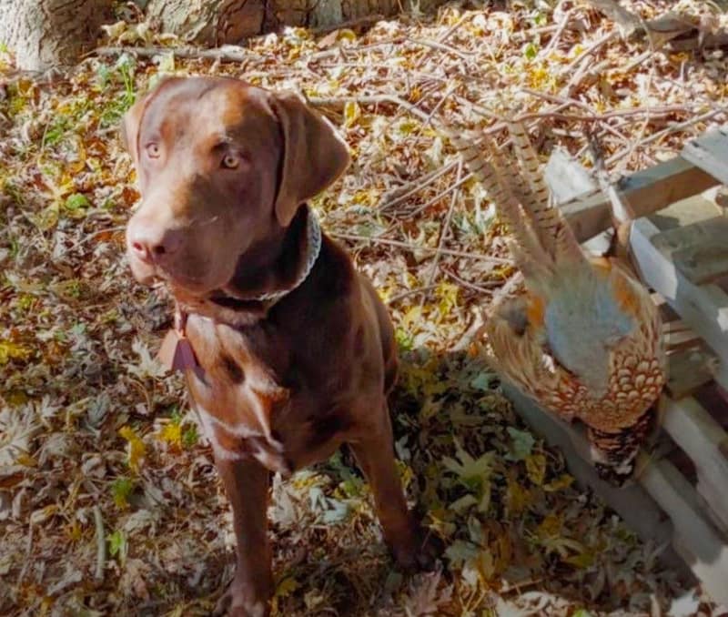 chocolate-labrador-hunting-dog