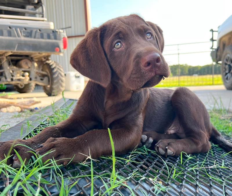 chocolate-labrador-puppy-Mylo