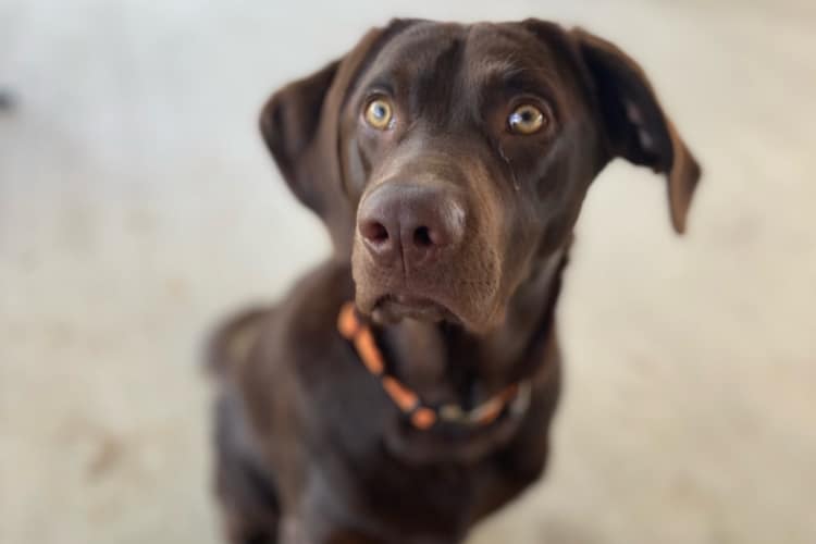 clyde-chocolate-labrador