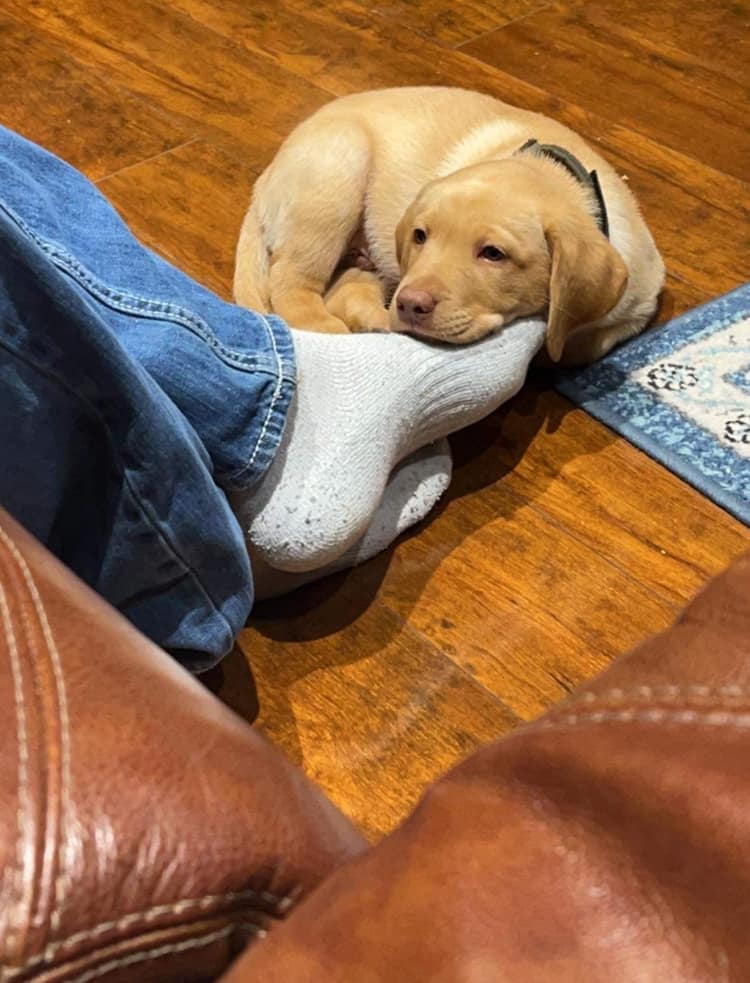 english-labrardor-yellow-puppy-resting-foot