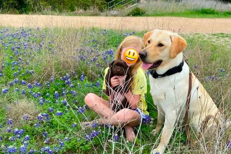 english-labs-family-dogs