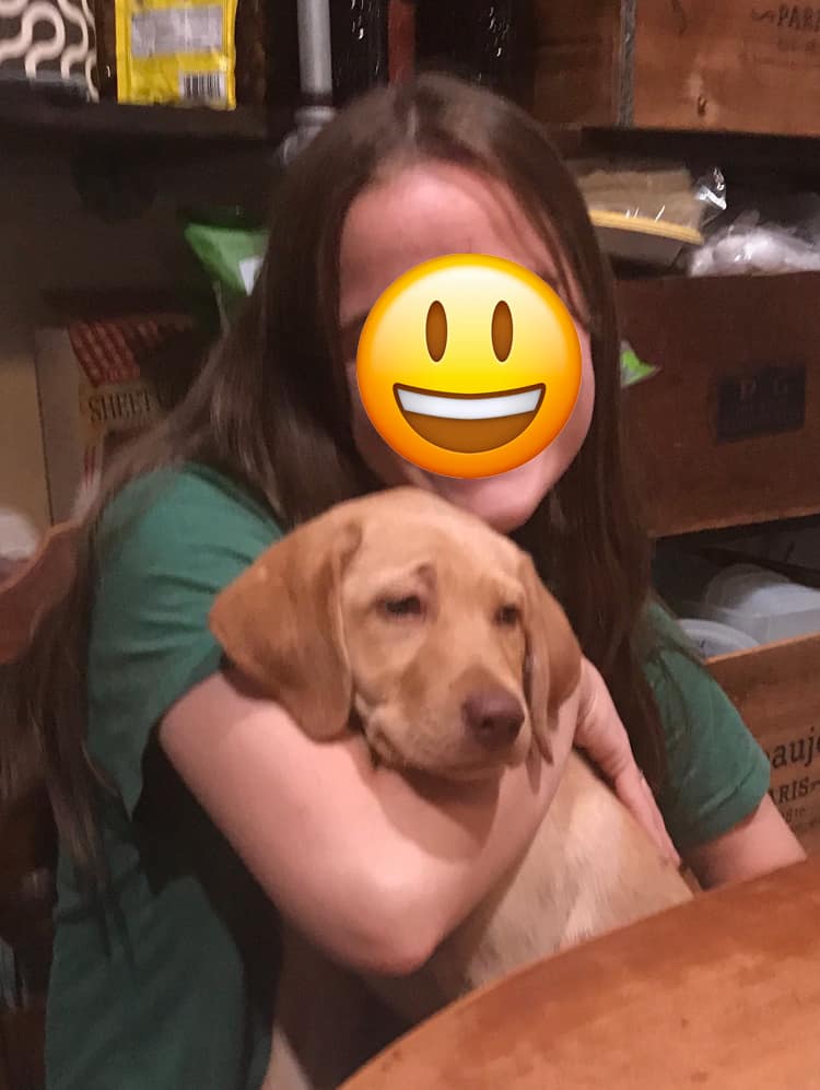 english-yellow-lab-puppy-on-lap