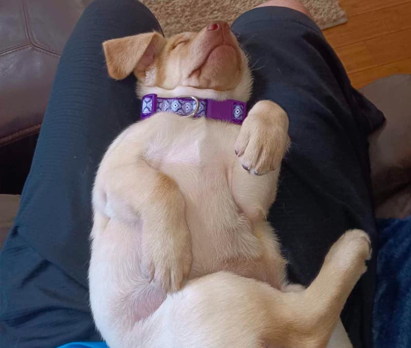 sleepy-yellow-labrador-puppy