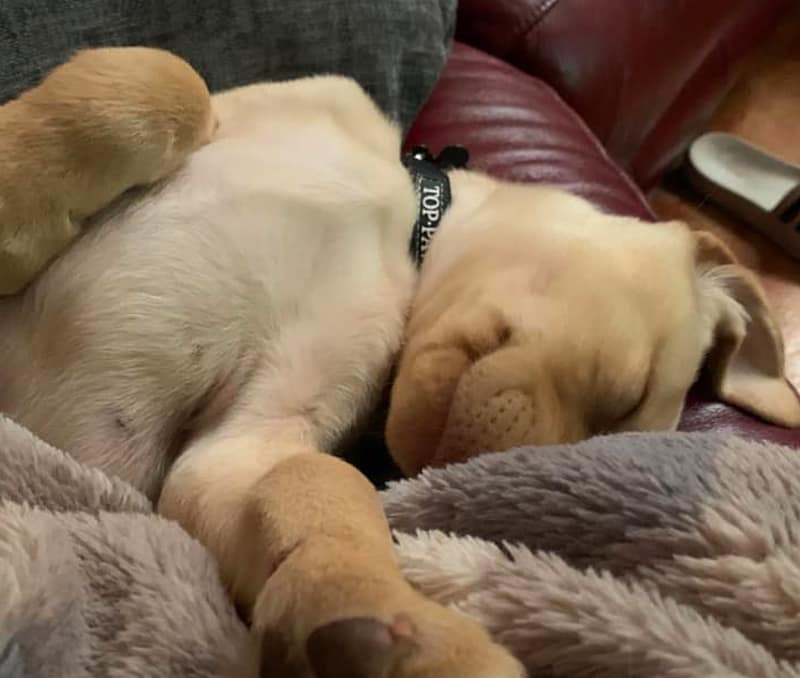 yellow-lab-puppy-Duke