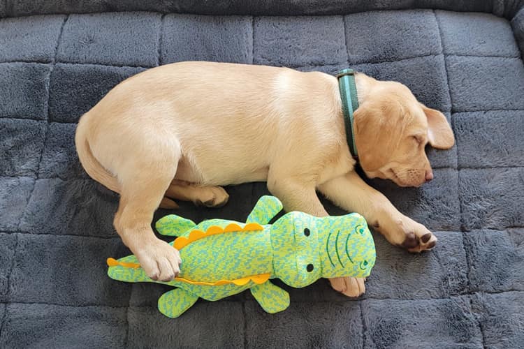 yellow-male-english-labrador-puppy