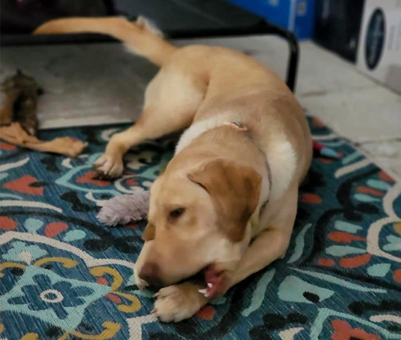 young-yellow-english-labrador