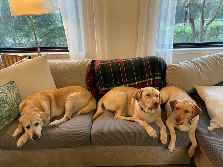 3-labrador-generations-couch