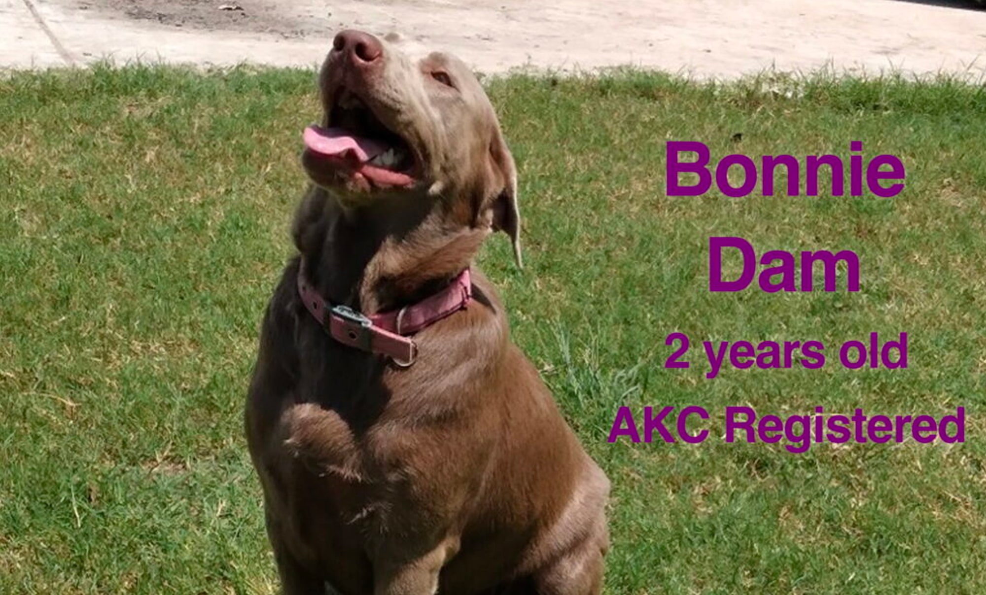 Bonnie-silver-labrador-female-dog