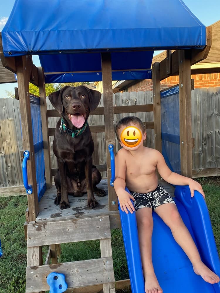 chocolate-labrador-child-slide