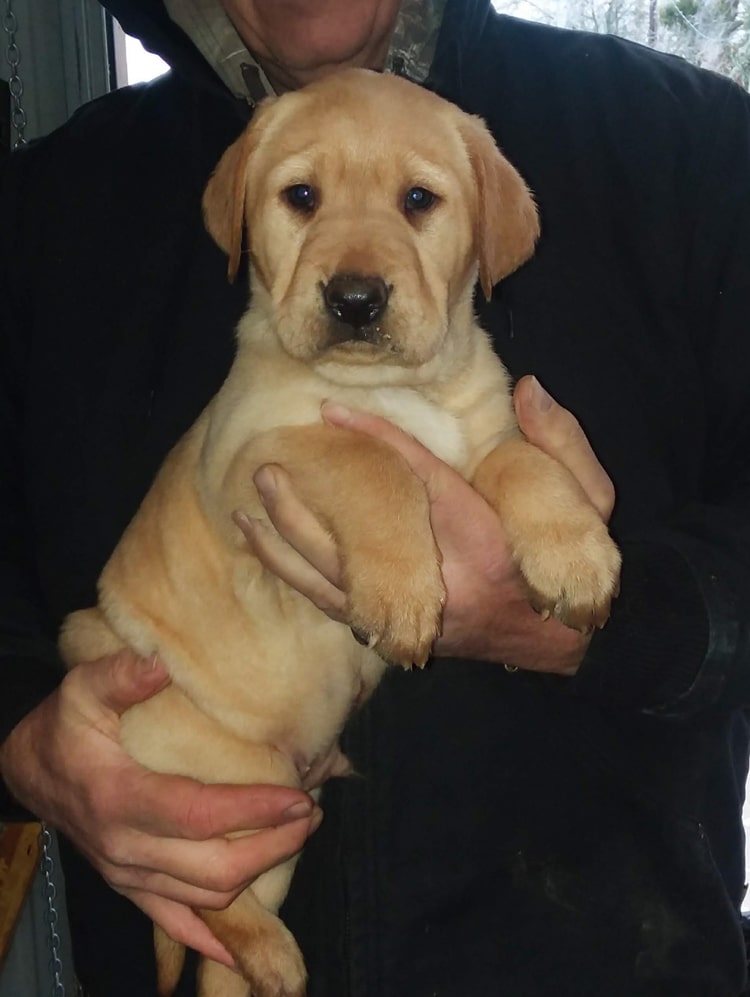 holding-yellow-labrador-puppy