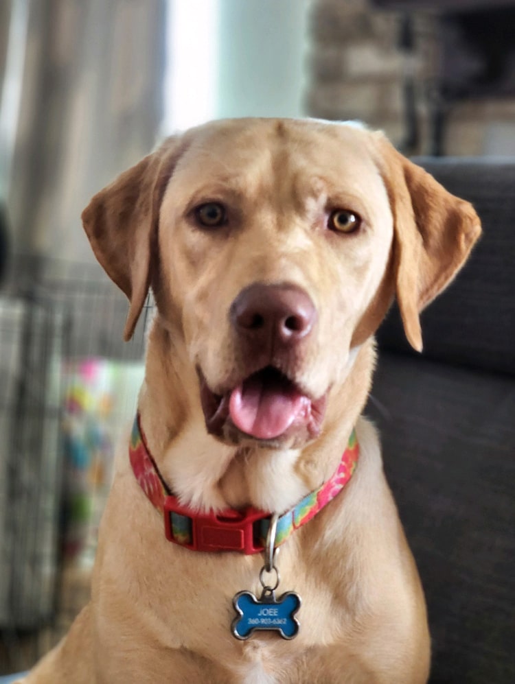 joee-yellow-male-labrador-adult
