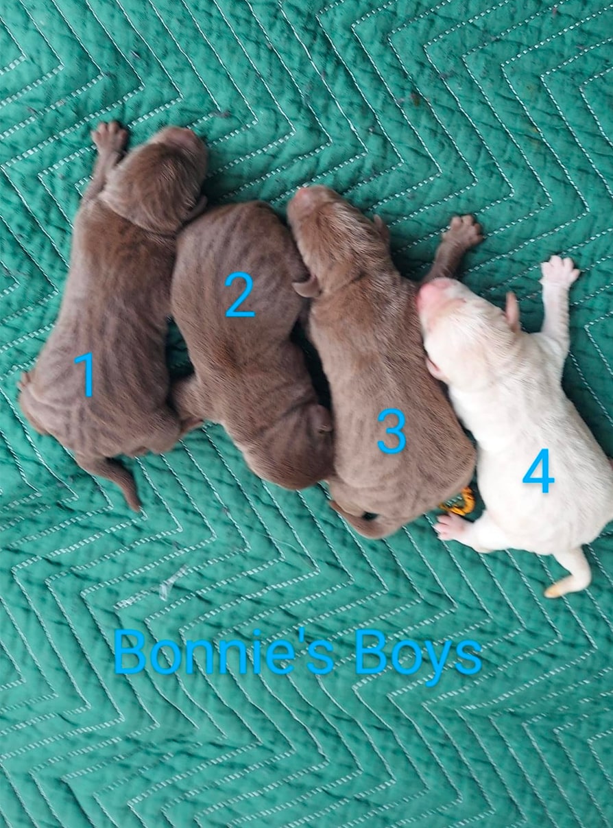 labrador-boy-puppies-texas-jan-2023