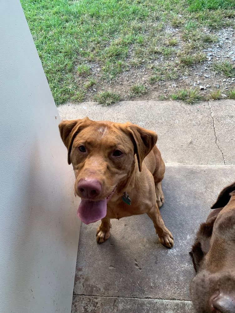lilah-chocolate-female-labrador