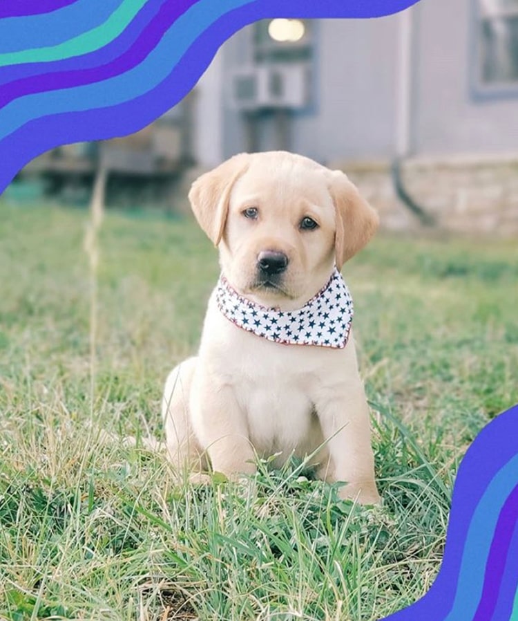 labrador-retriever-puppy-bandana