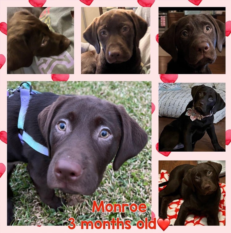 monroe-3-month-old-chocolate-lab