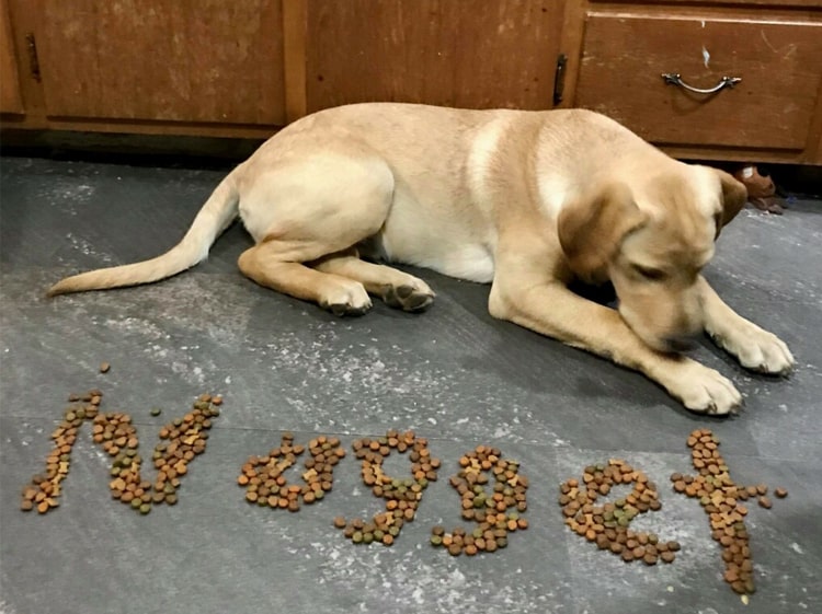 nuggest-lab-retriever