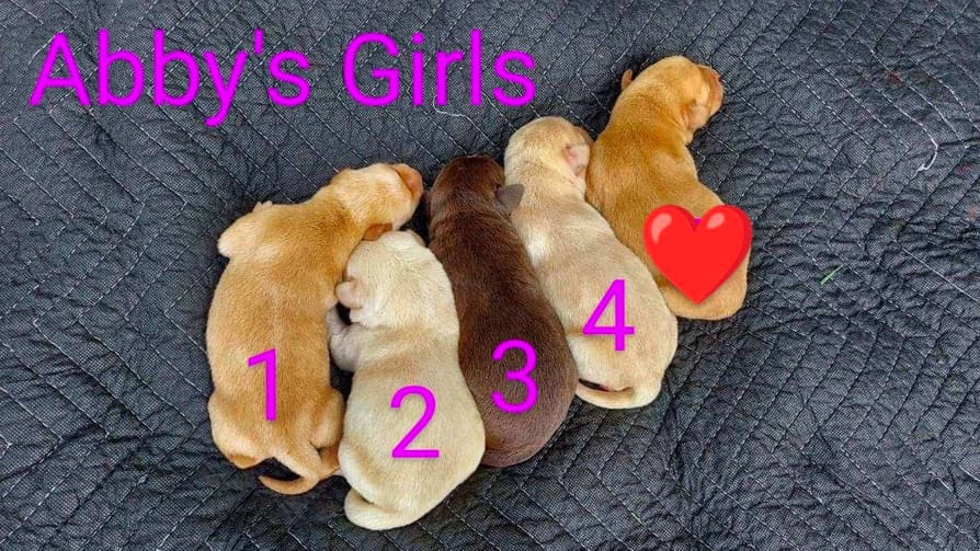 female-labrador-retriever-puppies-available