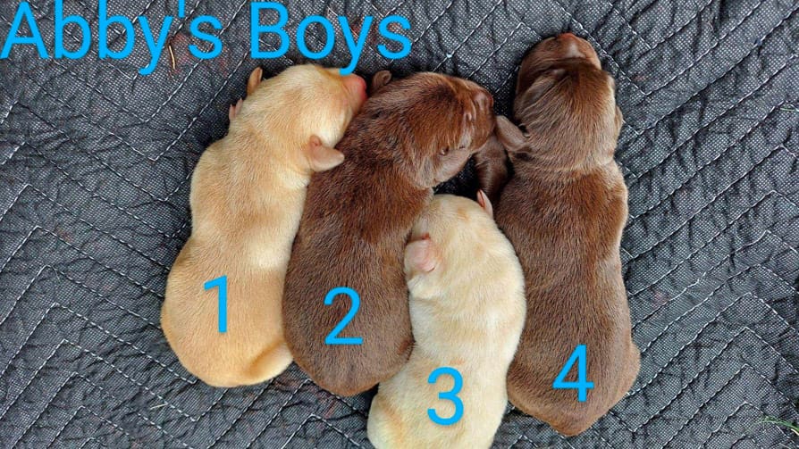 male-labrador-retriever-puppies-available