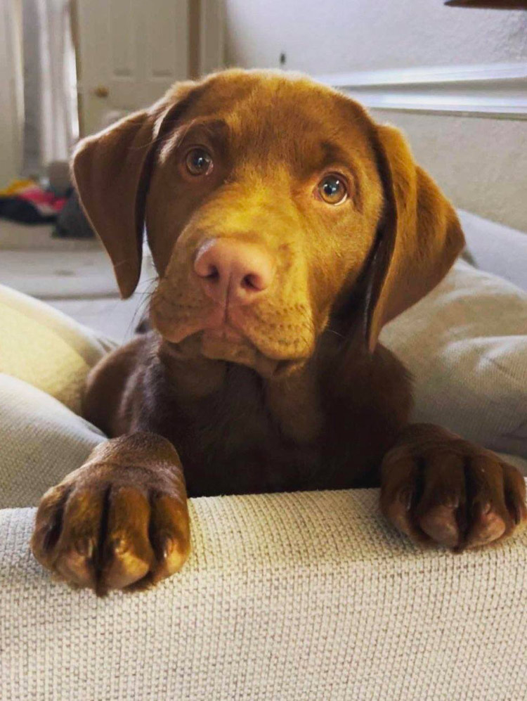 Most adorable puppy face