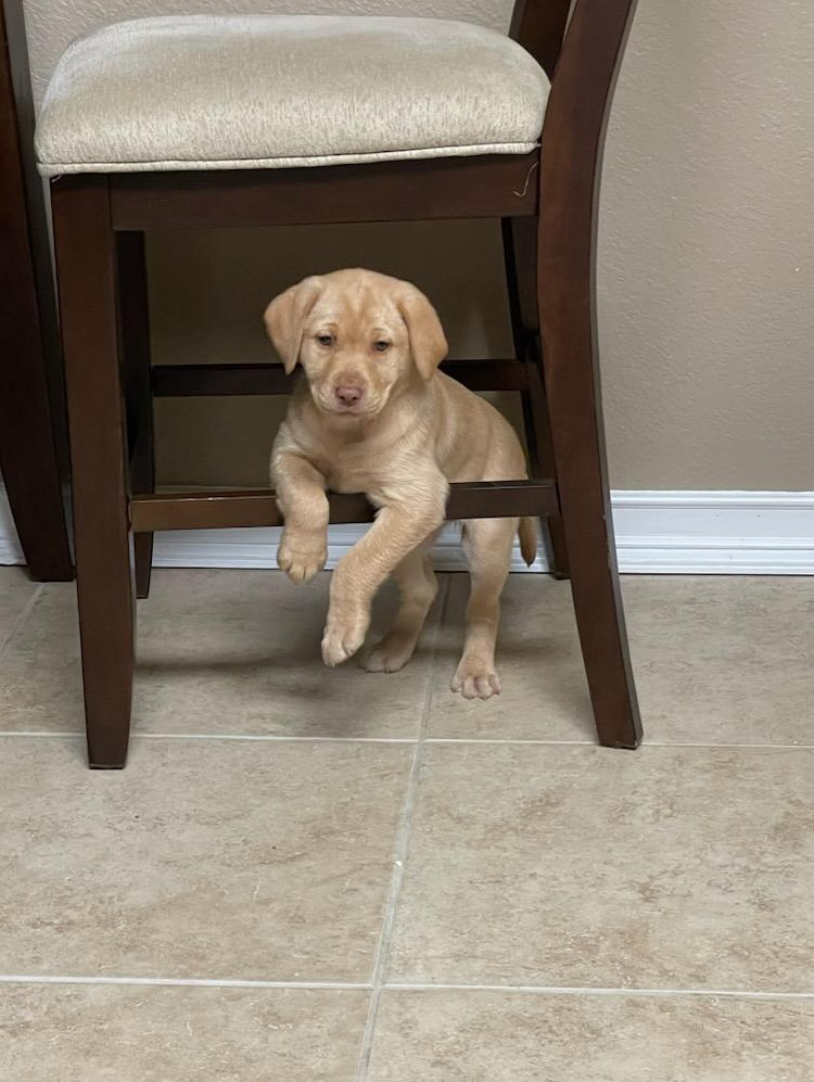 white-labrador-puppy-under-chair