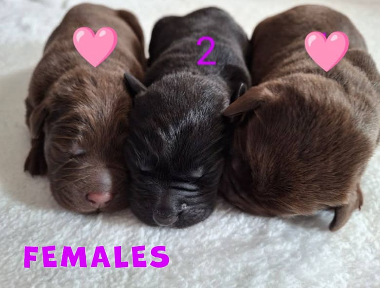 labrador-female-pups 3 Lab Puppies Available Now (Females)