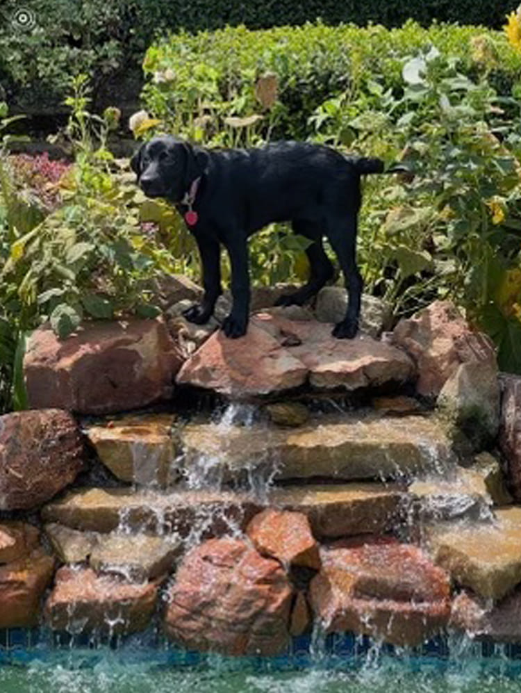 black-lab-puppy-water-fountain