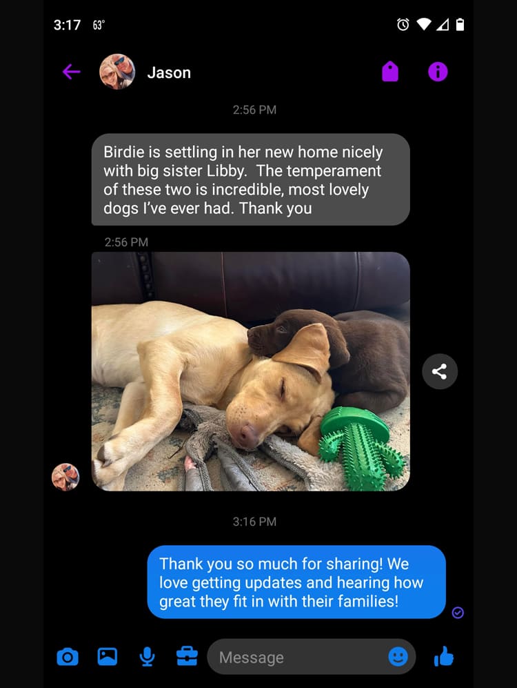 two-hughes-family-labrador-puppies
